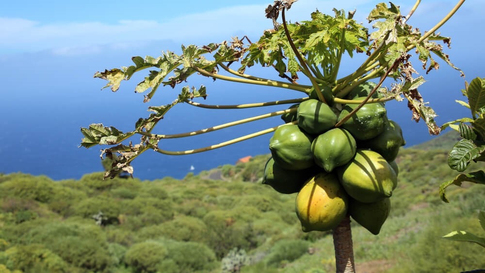 proyecto FRUTTMAC canarias|ICIA_MACARONESIA_031219